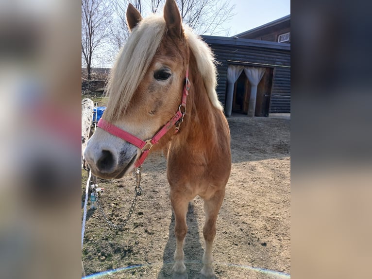 Haflinger / Avelignese Giumenta 4 Anni 148 cm Sauro ciliegia in Mattersburg