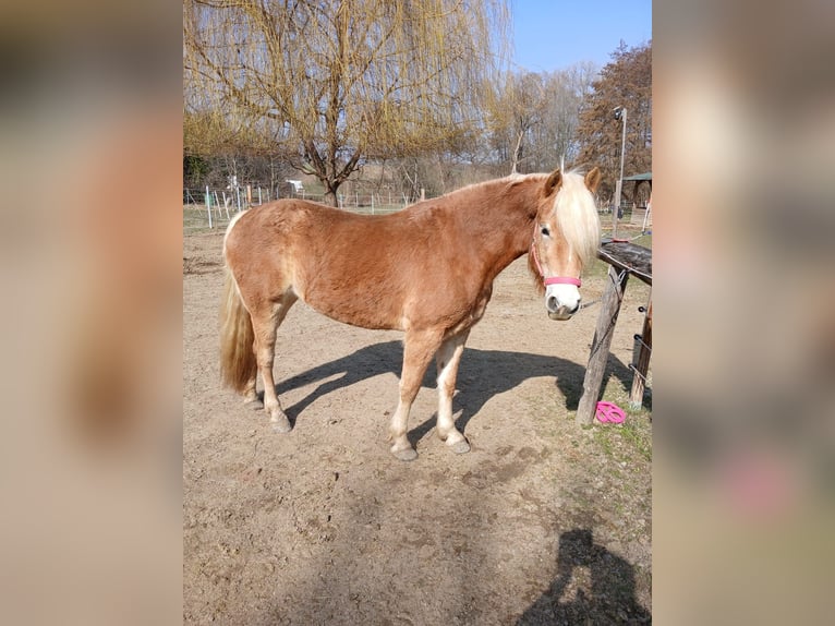 Haflinger / Avelignese Giumenta 4 Anni 148 cm Sauro ciliegia in Mattersburg
