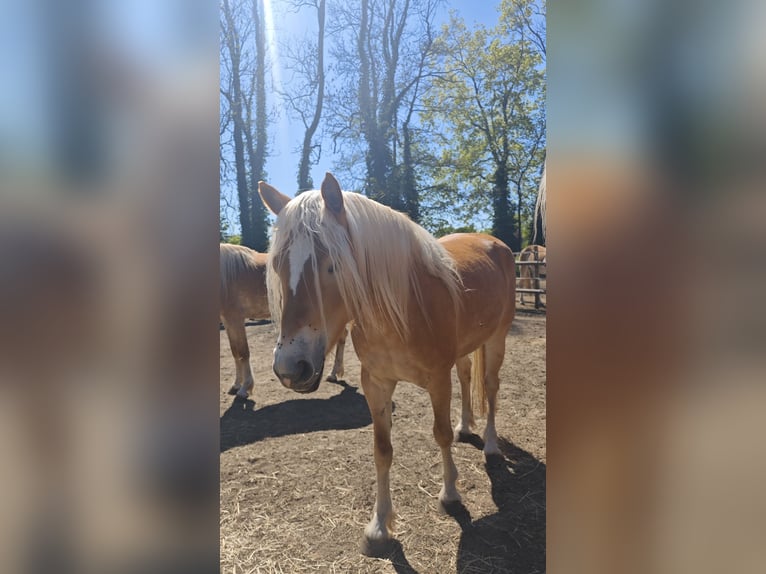 Haflinger / Avelignese Giumenta 4 Anni 149 cm Sauro in Kolkwitz