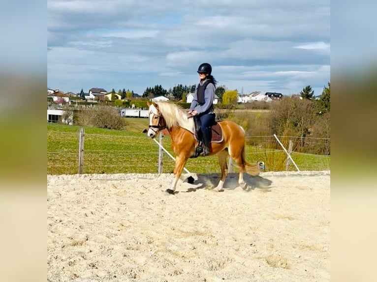 Haflinger / Avelignese Giumenta 4 Anni 150 cm Sauro in Stadtschlaining