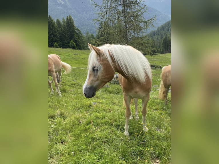 Haflinger / Avelignese Giumenta 4 Anni 150 cm Sauro in Stadtschlaining