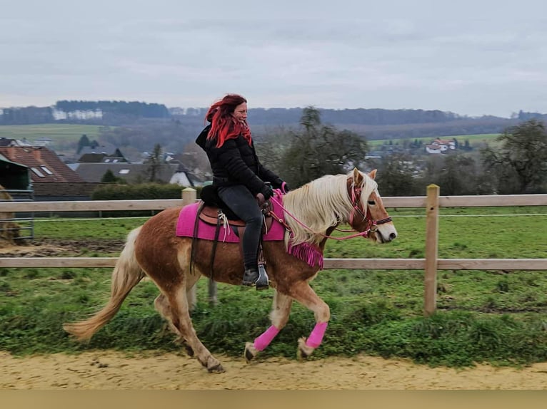 Haflinger / Avelignese Giumenta 4 Anni 150 cm Sauro in Linkenbach