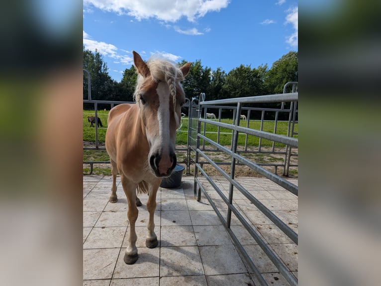 Haflinger / Avelignese Giumenta 4 Anni 150 cm Sauro in Vreden