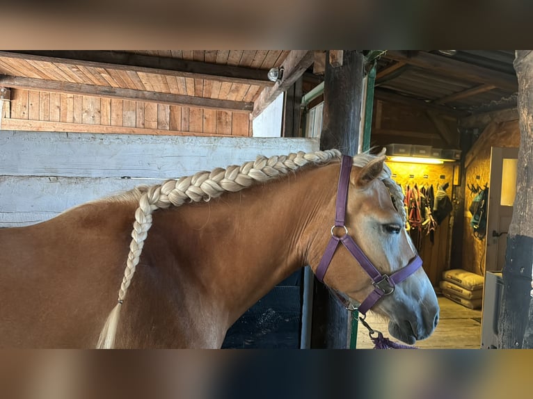 Haflinger / Avelignese Giumenta 4 Anni 150 cm Sauro ciliegia in Gumpoldskircheng
