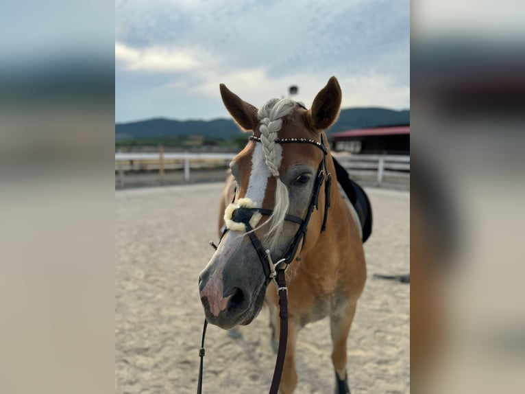 Haflinger / Avelignese Giumenta 4 Anni 150 cm Sauro ciliegia in Gumpoldskircheng