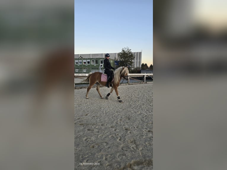 Haflinger / Avelignese Giumenta 4 Anni 150 cm Sauro ciliegia in Gumpoldskircheng