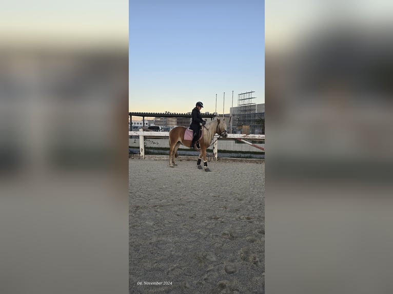 Haflinger / Avelignese Giumenta 4 Anni 150 cm Sauro ciliegia in Gumpoldskircheng
