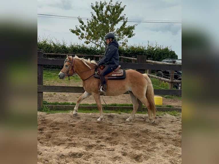 Haflinger / Avelignese Giumenta 4 Anni 151 cm Sauro in Daleiden