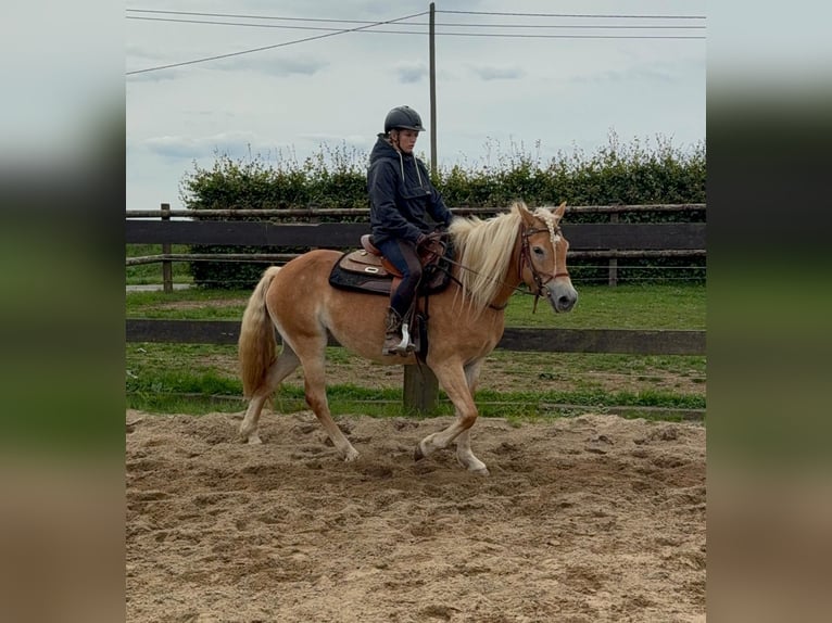 Haflinger / Avelignese Giumenta 4 Anni 151 cm Sauro in Daleiden