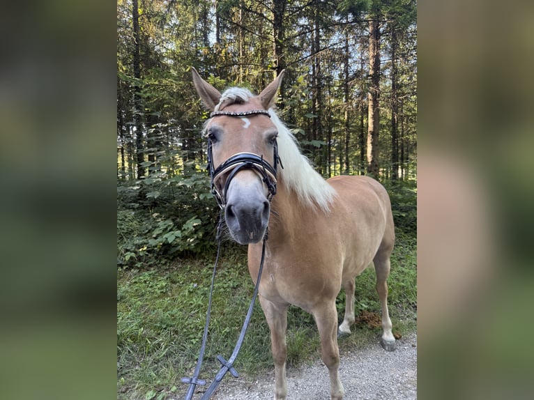 Haflinger / Avelignese Giumenta 4 Anni 152 cm Falbo in Hausmening