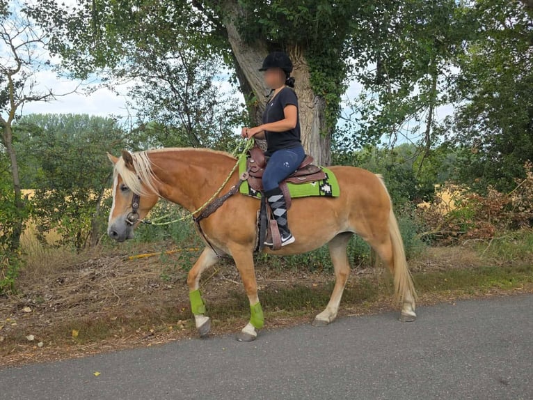Haflinger / Avelignese Giumenta 4 Anni 152 cm Sauro in Linkenbach