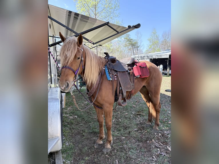 Haflinger / Avelignese Mix Giumenta 4 Anni 152 cm Sauro ciliegia in Augusta