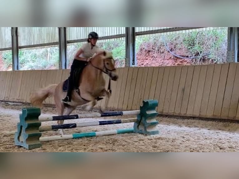 Haflinger / Avelignese Giumenta 4 Anni 155 cm Cremello in Niederstaufenbach