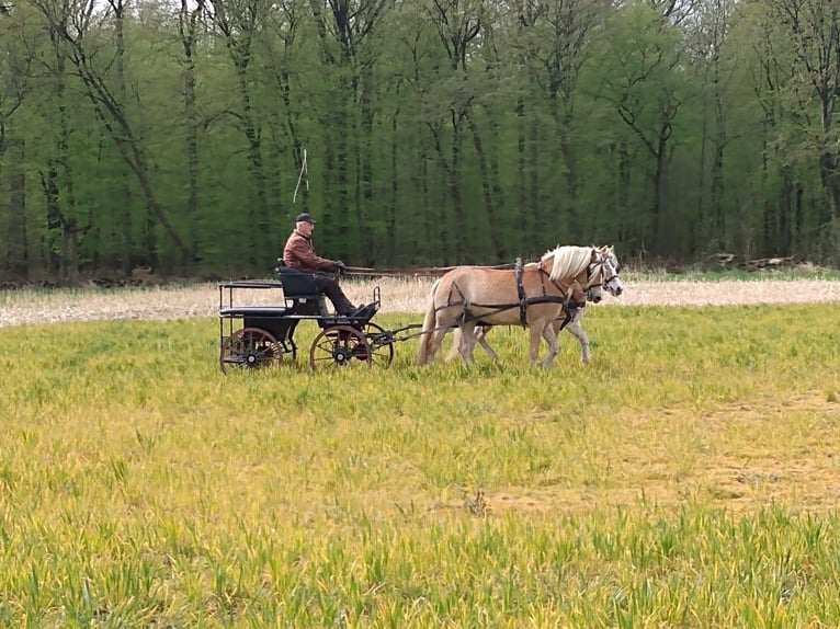 Haflinger / Avelignese Giumenta 4 Anni 156 cm Sauro in Drensteinfurt