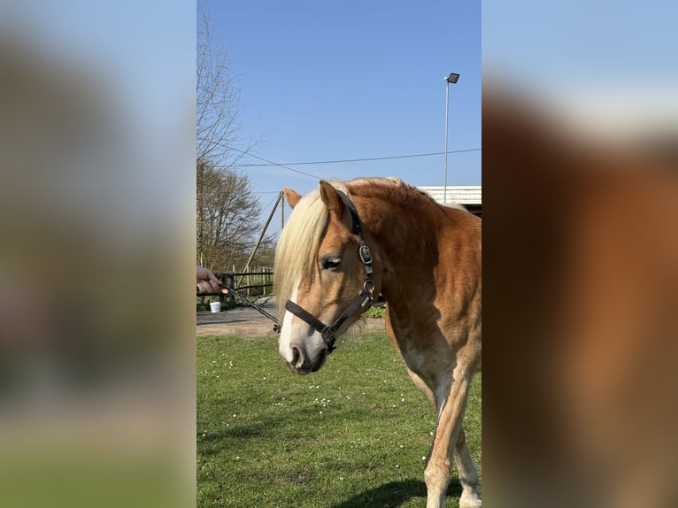 Haflinger / Avelignese Giumenta 4 Anni 156 cm Sauro in Drensteinfurt