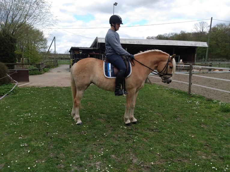 Haflinger / Avelignese Giumenta 4 Anni 156 cm Sauro in Drensteinfurt