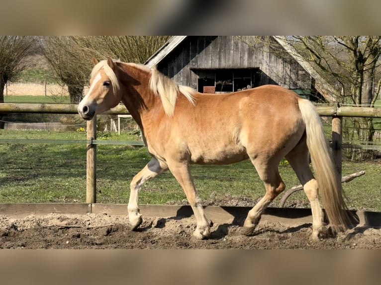 Haflinger / Avelignese Giumenta 4 Anni 156 cm Sauro in Drensteinfurt