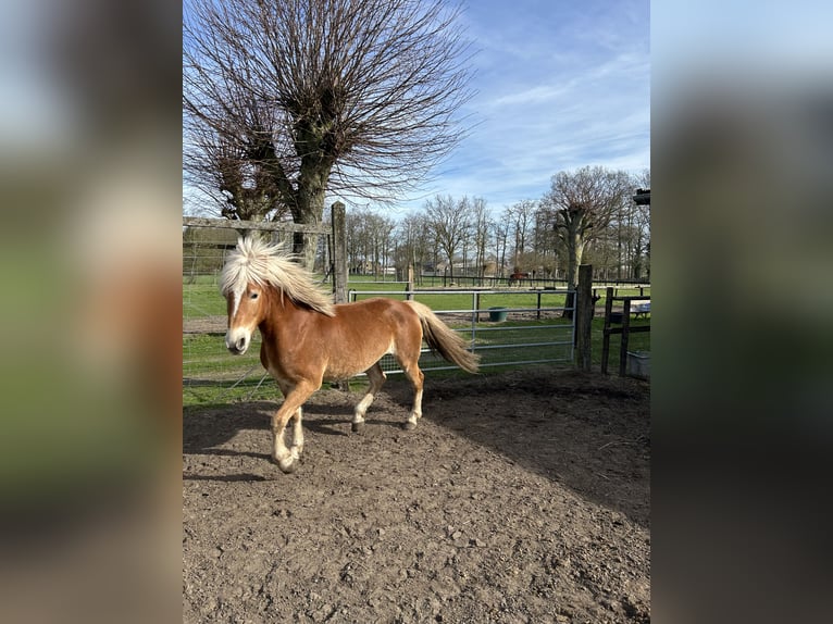 Haflinger / Avelignese Giumenta 4 Anni 160 cm Baio in Sijsele