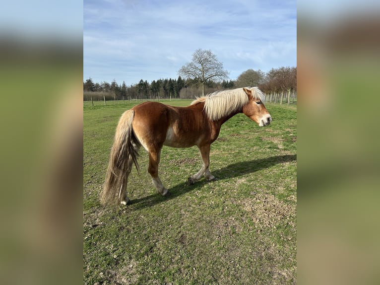 Haflinger / Avelignese Giumenta 4 Anni 160 cm Baio in Sijsele