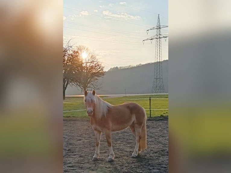 Haflinger / Avelignese Giumenta 4 Anni  in Biburg, Gemeinde Gars am Inn