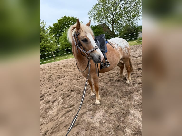 Haflinger / Avelignese Mix Giumenta 5 Anni 140 cm Leopard in Hüsby