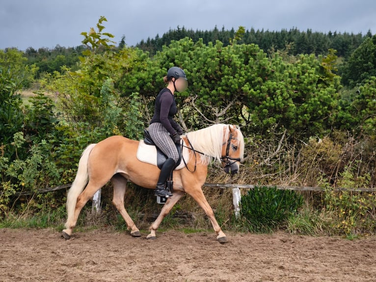 Haflinger / Avelignese Giumenta 5 Anni 144 cm  in Frankenberg (Eder)
