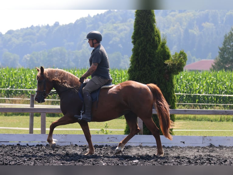 Haflinger / Avelignese Giumenta 5 Anni 145 cm Sauro in St Marein bei Graz