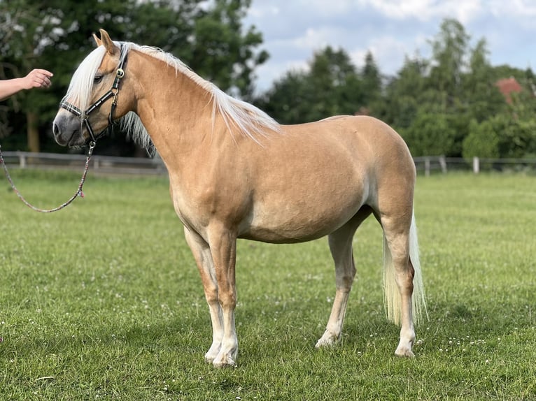 Haflinger / Avelignese Giumenta 5 Anni 145 cm Sauro in Groß Twülpstedt