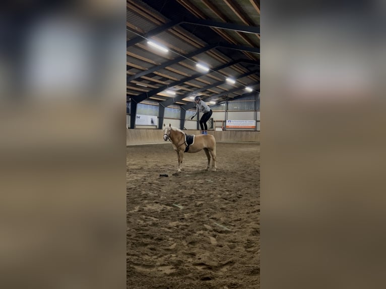 Haflinger / Avelignese Giumenta 5 Anni 147 cm Sauro in Seedorf Haflinger / Avelignese Giumenta 5 Anni 147 cm Sauro in Seedorf