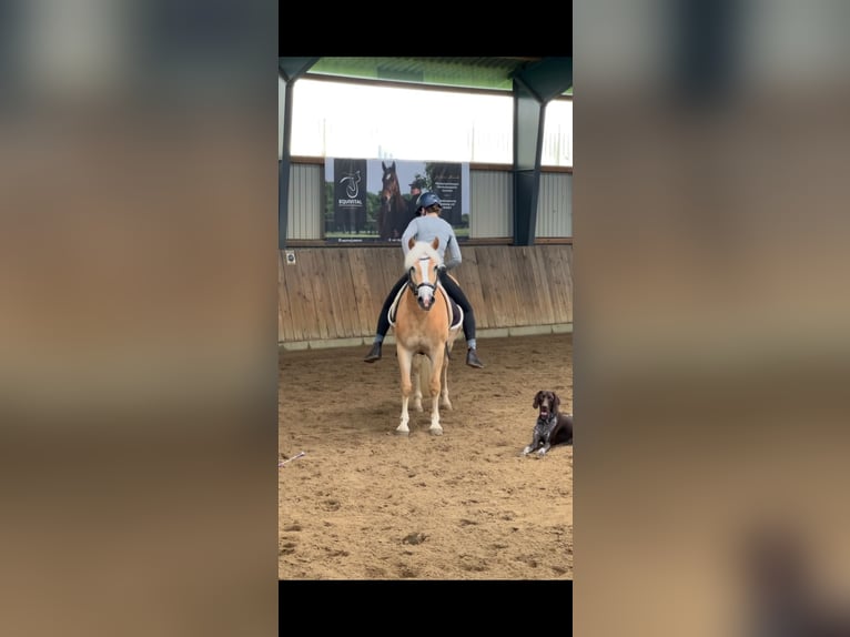 Haflinger / Avelignese Giumenta 5 Anni 147 cm Sauro in Seedorf Haflinger / Avelignese Giumenta 5 Anni 147 cm Sauro in Seedorf