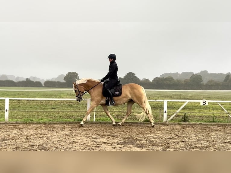 Haflinger / Avelignese Giumenta 5 Anni 147 cm Sauro in Seedorf Haflinger / Avelignese Giumenta 5 Anni 147 cm Sauro in Seedorf