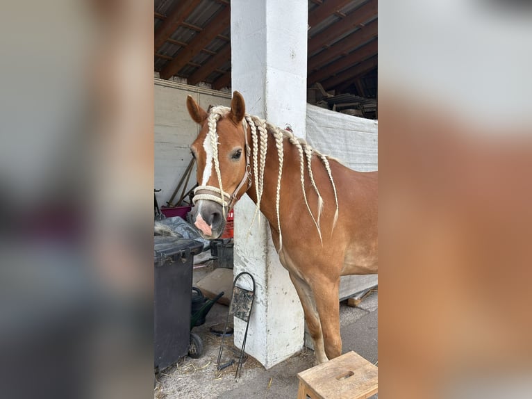 Haflinger / Avelignese Giumenta 5 Anni 147 cm Sauro in Ebreichsdorf