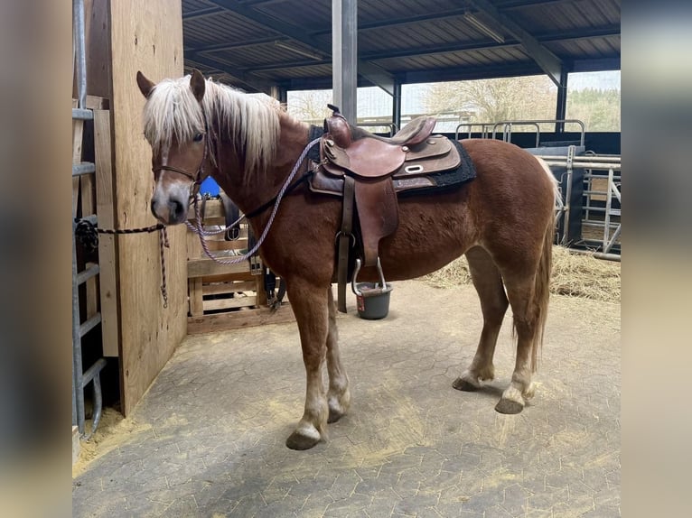 Haflinger / Avelignese Giumenta 5 Anni 148 cm  in Daleiden