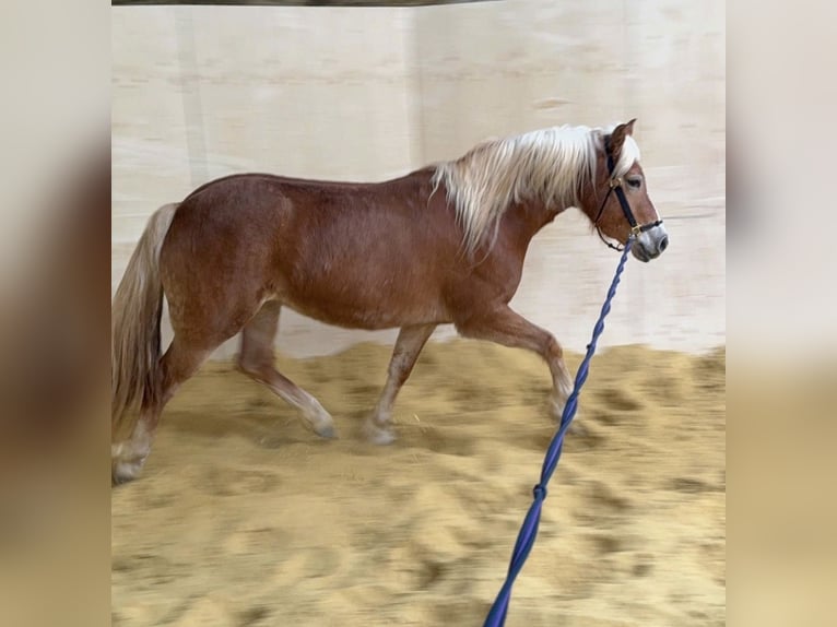 Haflinger / Avelignese Giumenta 5 Anni 148 cm  in Daleiden