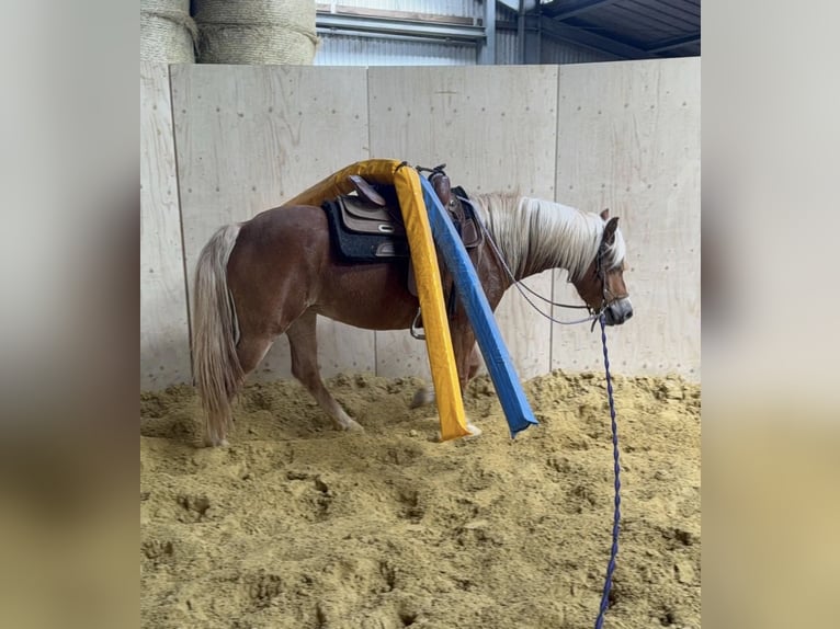 Haflinger / Avelignese Giumenta 5 Anni 148 cm  in Daleiden