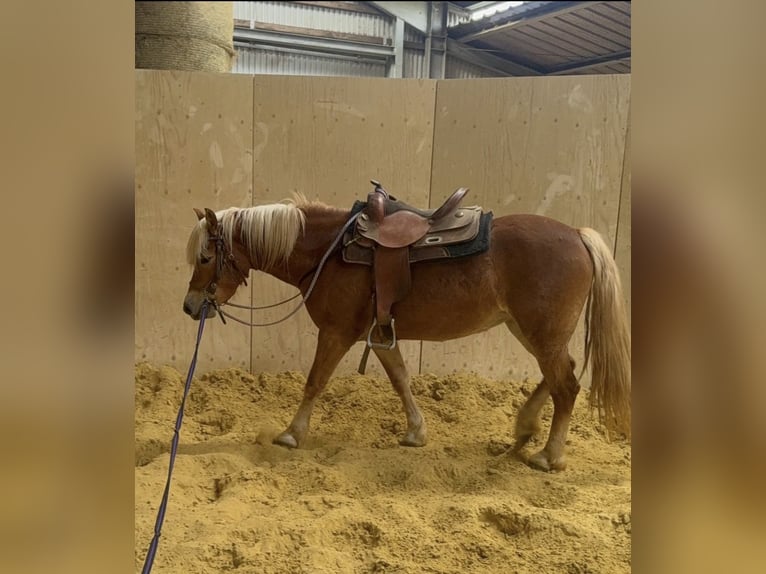 Haflinger / Avelignese Giumenta 5 Anni 148 cm  in Daleiden