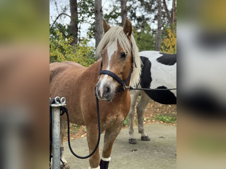 Haflinger / Avelignese Giumenta 5 Anni 148 cm in Plau am See