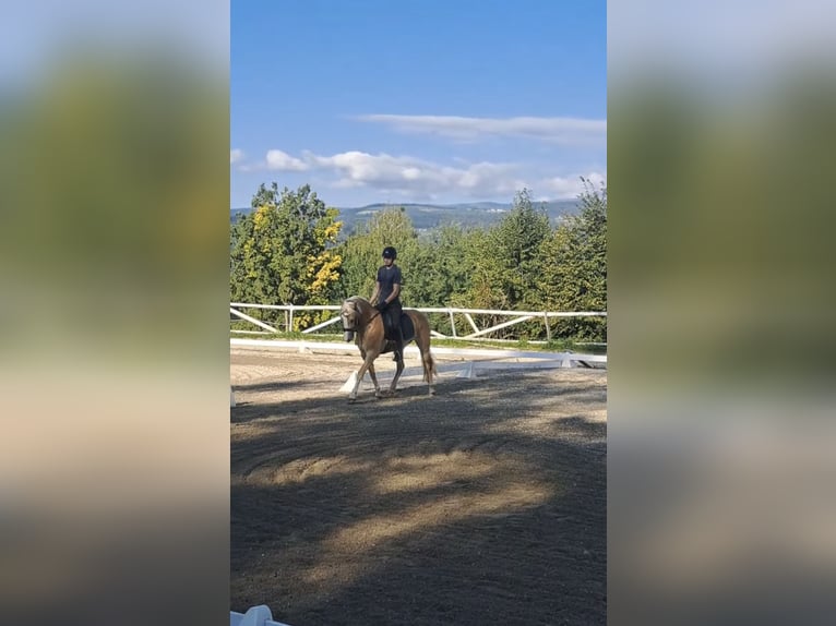 Haflinger / Avelignese Giumenta 5 Anni 148 cm Sauro in Maria Lankowitz