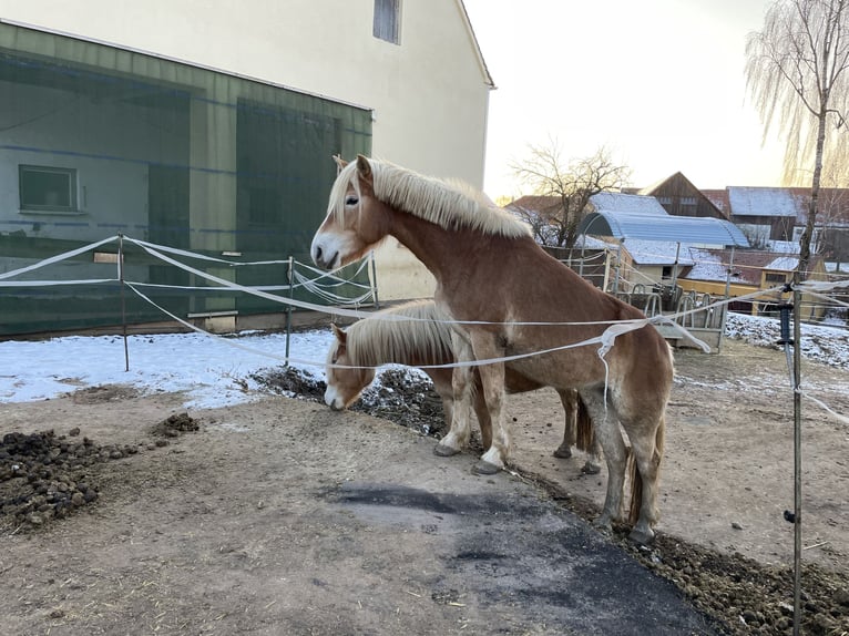 Haflinger / Avelignese Giumenta 5 Anni 149 cm Sauro in Thalmässing