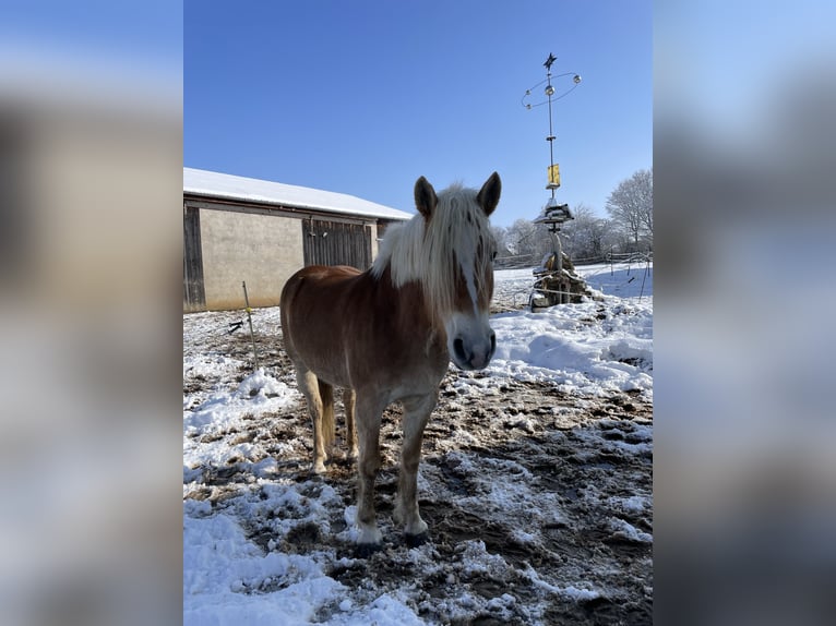 Haflinger / Avelignese Giumenta 5 Anni 149 cm Sauro in Thalmässing