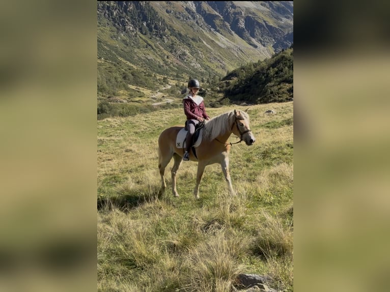Haflinger / Avelignese Giumenta 5 Anni 149 cm Sauro in St. Leonhard im Pitztal