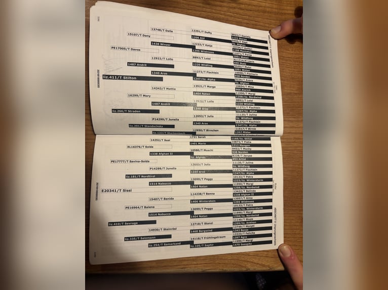 Haflinger / Avelignese Giumenta 5 Anni 150 cm Sauro in Allhaming