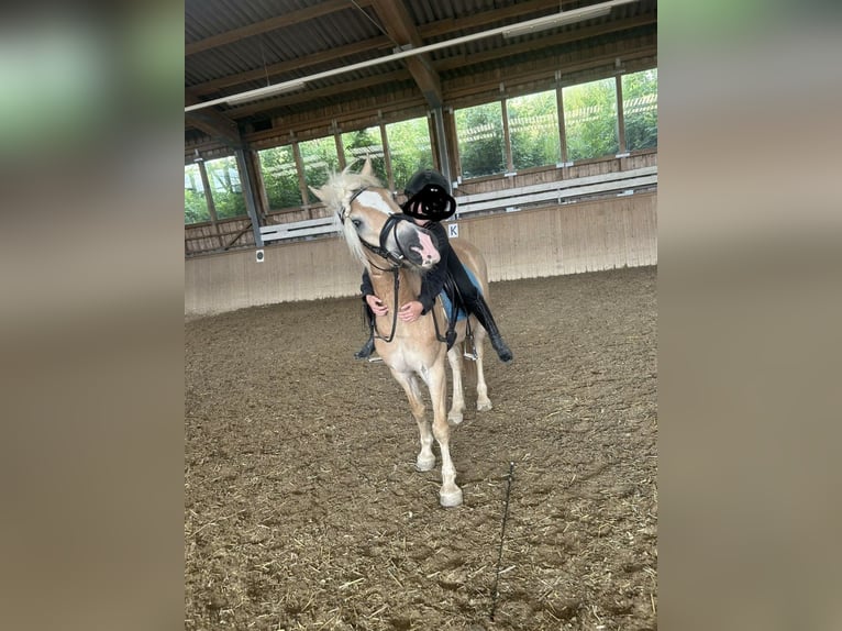 Haflinger / Avelignese Giumenta 5 Anni 150 cm Sauro in Allhaming