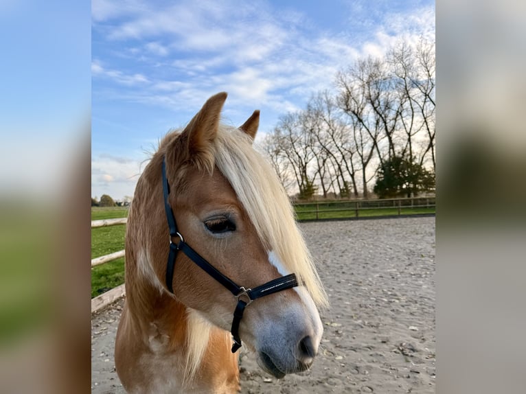 Haflinger / Avelignese Giumenta 5 Anni 150 cm Sauro in Breitenberg