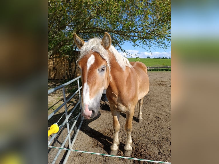 Haflinger / Avelignese Mix Giumenta 5 Anni 150 cm Sauro in Neu Gaarz