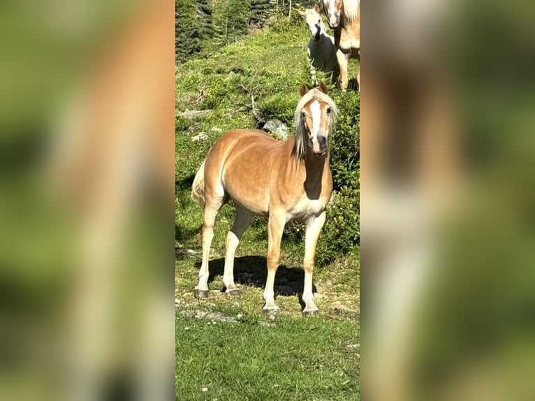 Haflinger / Avelignese Giumenta 5 Anni 150 cm Sauro in Vent