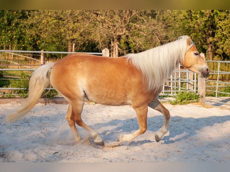 Haflinger / Avelignese Giumenta 5 Anni 150 cm Sauro in Klimmen