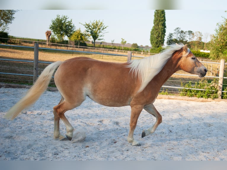 Haflinger / Avelignese Giumenta 5 Anni 150 cm Sauro in Klimmen