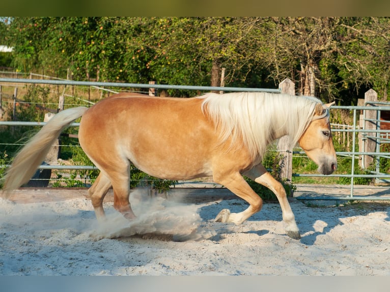 Haflinger / Avelignese Giumenta 5 Anni 150 cm Sauro in Klimmen