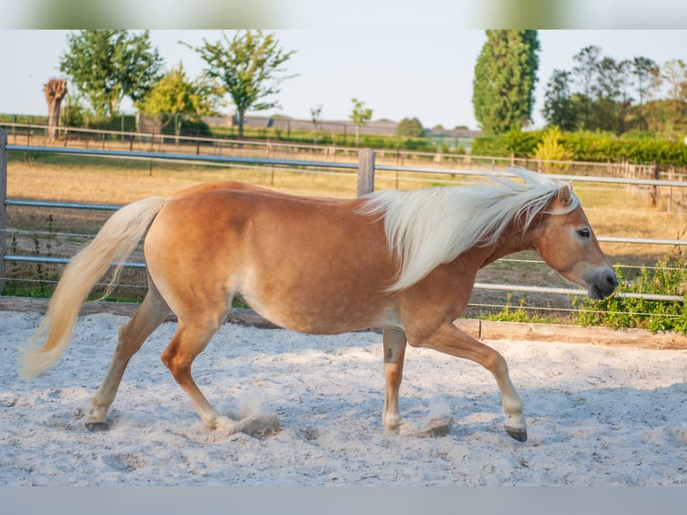 Haflinger / Avelignese Giumenta 5 Anni 150 cm Sauro in Klimmen